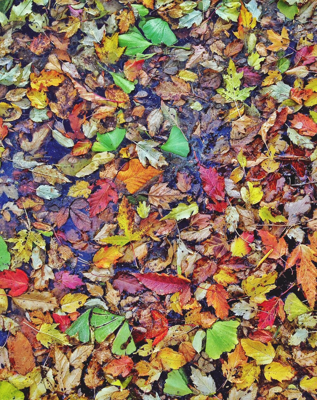 autumn, leaf, change, season, leaves, fallen, dry, full frame, high angle view, backgrounds, nature, abundance, maple leaf, multi colored, day, outdoors, natural condition, falling, no people, textured