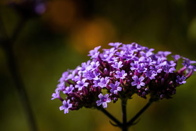 Close-up of purple flowering plant