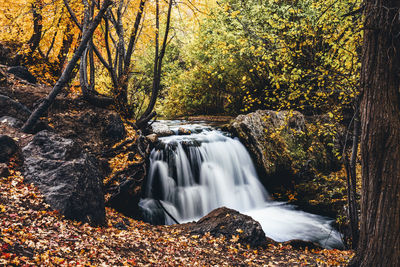 Scenic view of waterfall in forest