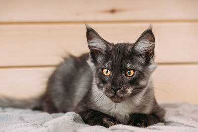 Close-up portrait of cat