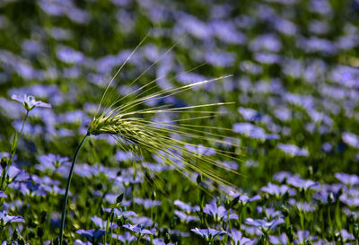 Close-up of flower on field