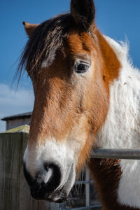 Close-up of horse