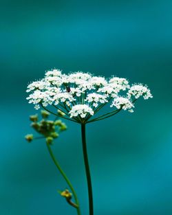 Close-up of white daisy flowers growing outdoors