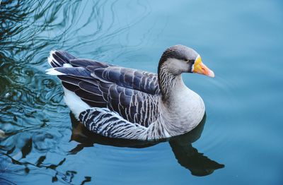 Duck swimming in lake