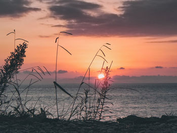Silhouette plants on beach against sky during sunset