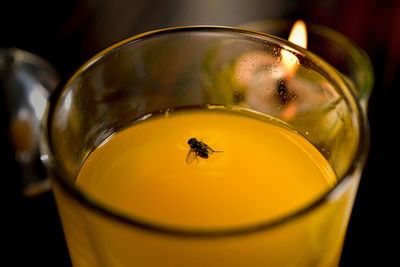 Close-up of dead housefly in yellow juice