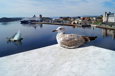 High angle view of seagulls on river in city