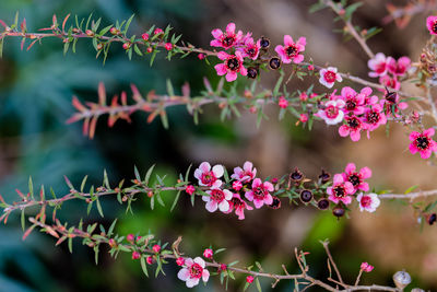 Close-up of pink flowering plants