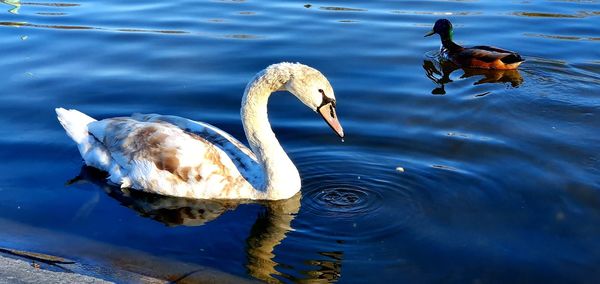 High angle view of duck swimming in lake