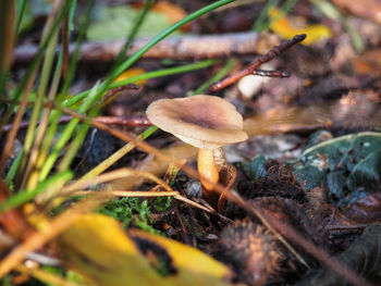 Close-up of mushrooms growing outdoors