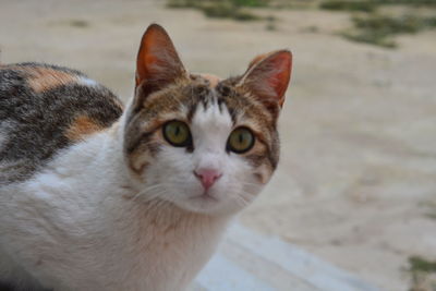 Close-up portrait of cat