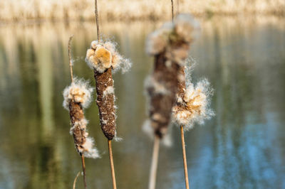 Close-up of wilted plant against lake