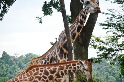 High section of horse standing on tree trunk