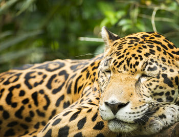 Close-up of a cat looking away