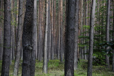 Full frame shot of pine trees in forest