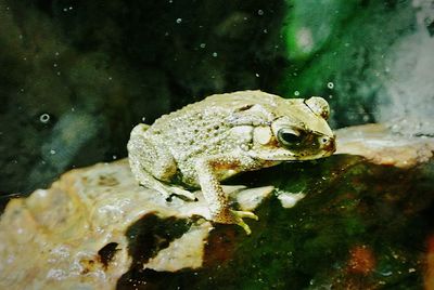 Close-up of turtle in water