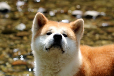 Akita inu shikou