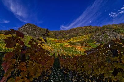 Scenic view of field against sky during autumn