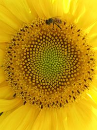 Close-up of bee on sunflower