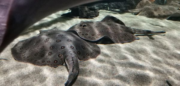 Close-up of fish swimming in sea