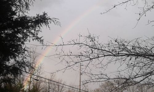 Low angle view of bare trees against rainbow in sky