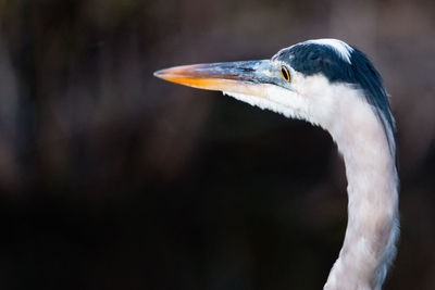 Close-up of great blue heron