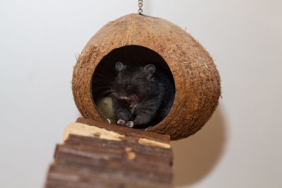 Gerbil in coconut shell