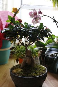 Close-up of potted plant