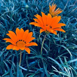 Close-up of orange flowering plant in field