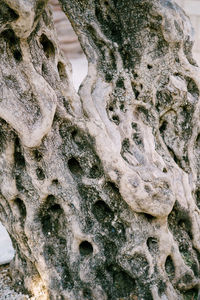 Full frame shot of tree trunk