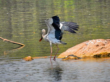 Close-up of gray heron flying over lake