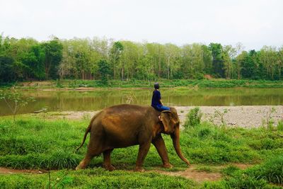 Rear view of man standing on field against lake in forest