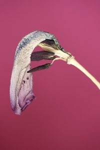 Close-up of lizard against pink background