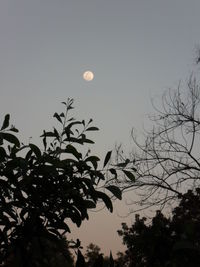 Low angle view of silhouette tree against sky at night