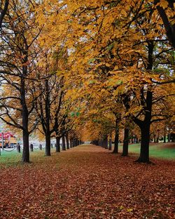 Trees in park