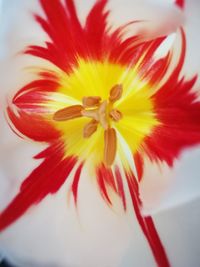 Close-up of red hibiscus