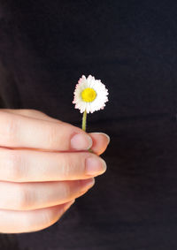 Close-up of hand holding daisy flower against black background