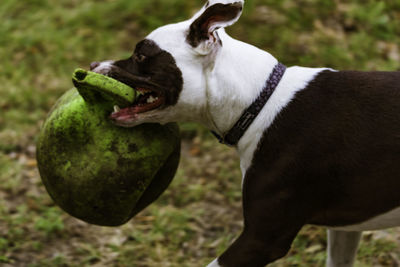 Close-up of a dog