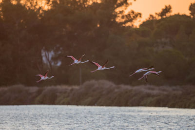 View of birds flying over lake at sunset