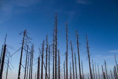 Low angle view of plants against sky