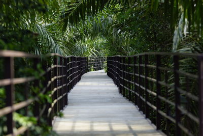 Empty footpath amidst trees at park