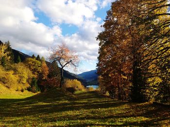 Trees growing on land against sky during autumn