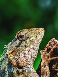 Close-up of lizard