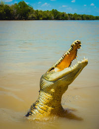 Krokodil mit aufgerissenem maul im wasser