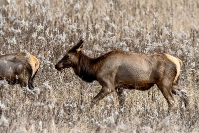 Elk grazing. 