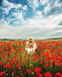 High angle view of red flowering plants on field