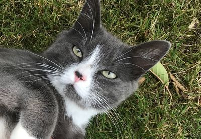 Close-up portrait of a cat