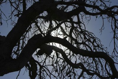 Low angle view of bare trees against sky