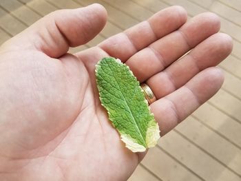 Close-up of hand holding small green leaves