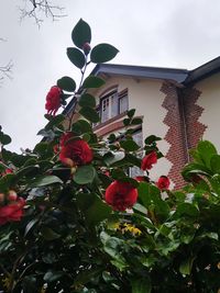 Low angle view of flowering plant against building